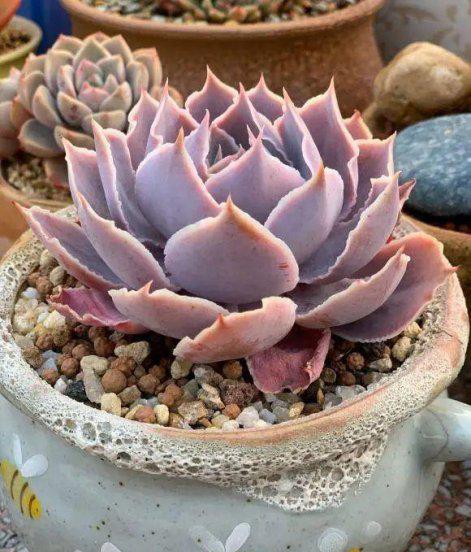 多肉适合在室内养还是在室外养