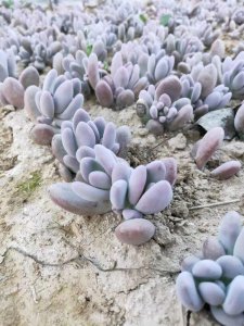 种多肉植物用什么土最好 适合养殖多肉的配土推荐