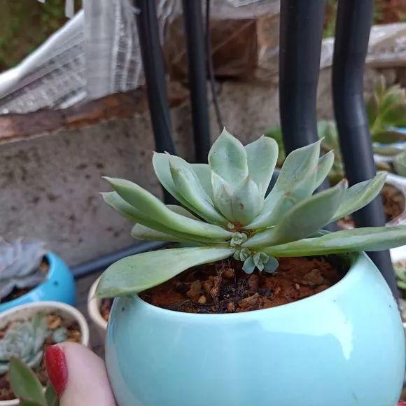 种多肉植物用什么土最好