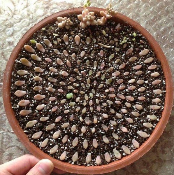 种多肉植物用什么土最好