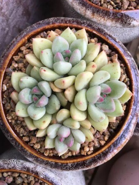 种多肉植物用什么土最好