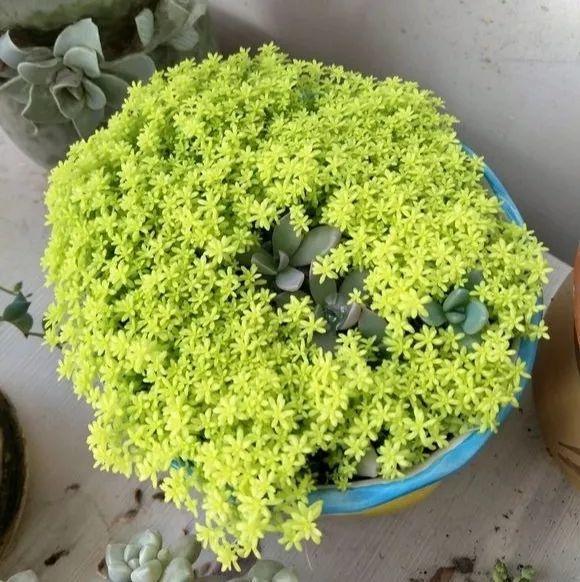 种多肉植物用什么土最好