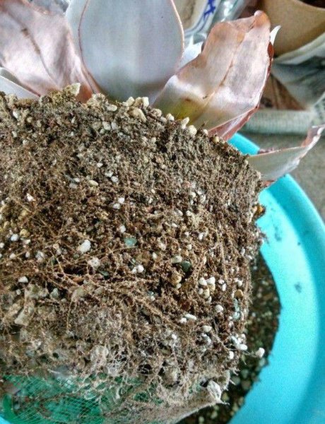 种多肉植物用什么土最好