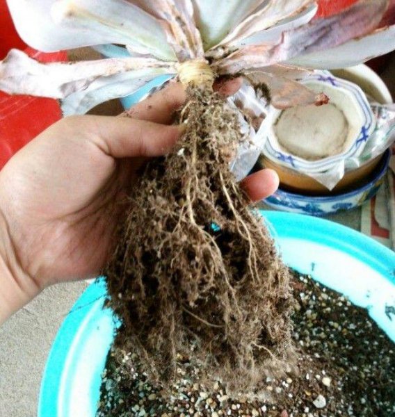 种多肉植物用什么土最好