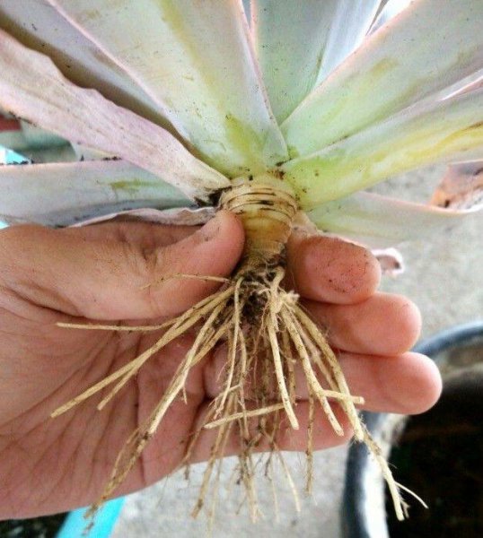 种多肉植物用什么土最好