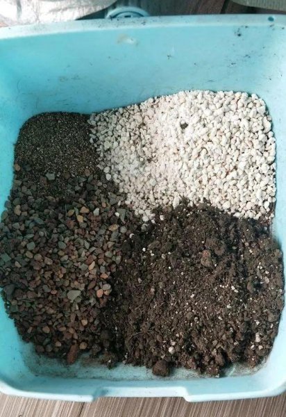 种多肉植物用什么土最好