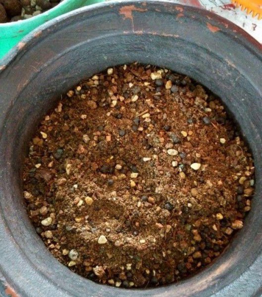 种多肉植物用什么土最好