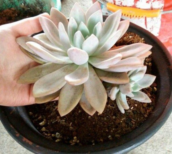 种多肉植物用什么土最好