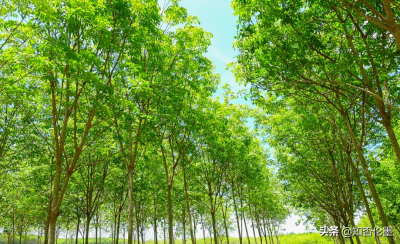 未来十年种什么树最赚钱 盘点前景广阔的三类树种