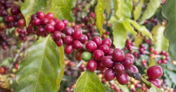 未来十年种什么树最赚钱