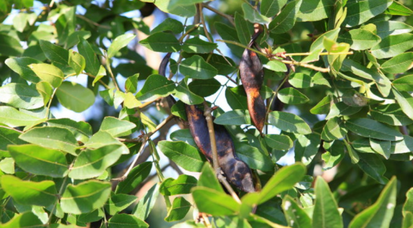 未来十年种什么树最赚钱