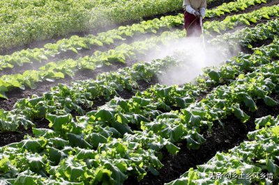 治菜青虫不用农药的四种方法 专杀菜青虫有效果的妙招