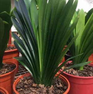 干松针可以直接拌土种花吗 干松针怎样处理才能用来养花