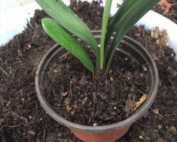 干松针可以直接拌土种花吗