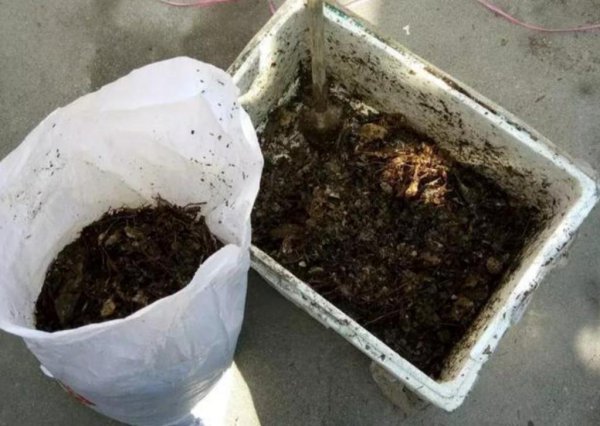 干松针可以直接拌土种花吗