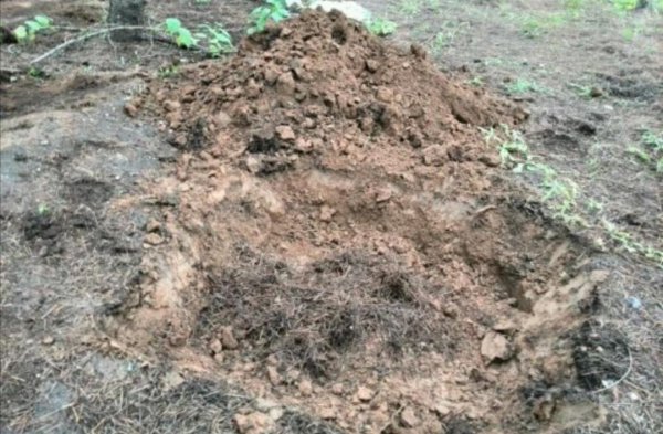 干松针可以直接拌土种花吗