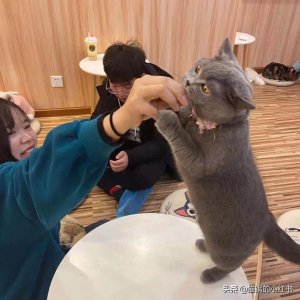 猫咖是什么意思 猫咖在中国市场的行业前景怎么样