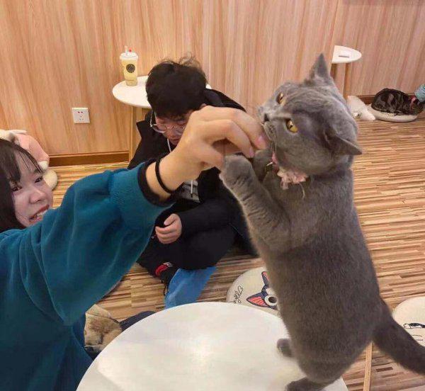 猫咖是什么意思
