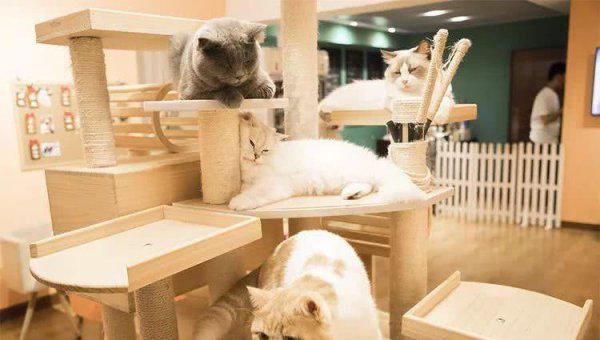 猫咖是什么意思