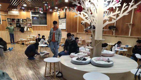 猫咖是什么意思