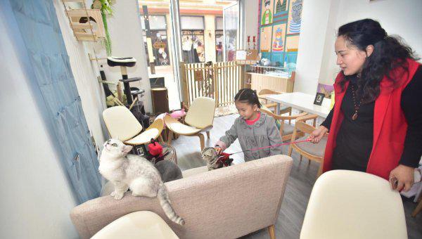 猫咖是什么意思