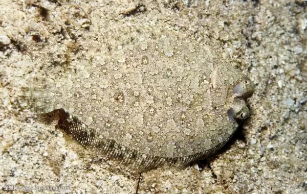 比目鱼天生双眼就长在一侧吗