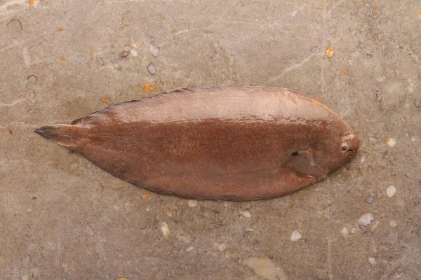 比目鱼天生双眼就长在一侧吗