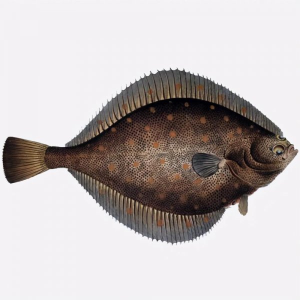 比目鱼天生双眼就长在一侧吗