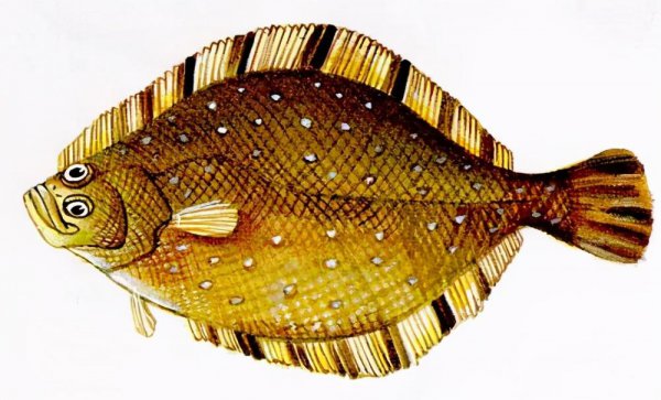 比目鱼天生双眼就长在一侧吗