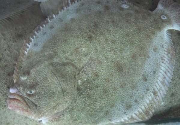 比目鱼天生双眼就长在一侧吗