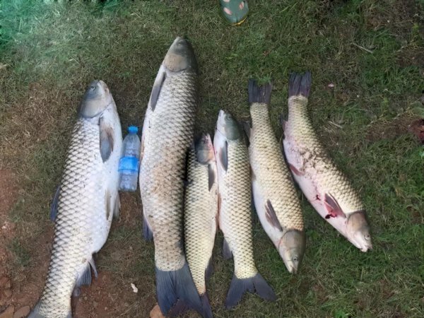 钓鱼什么时候提杆最好用