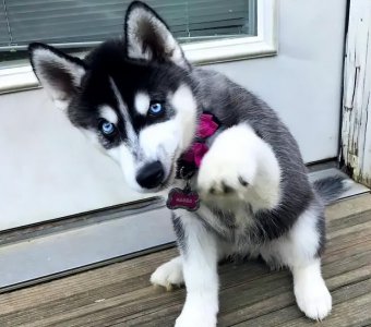 哈士奇寿命一般是多少年 哈士奇犬进入老年有什么症状