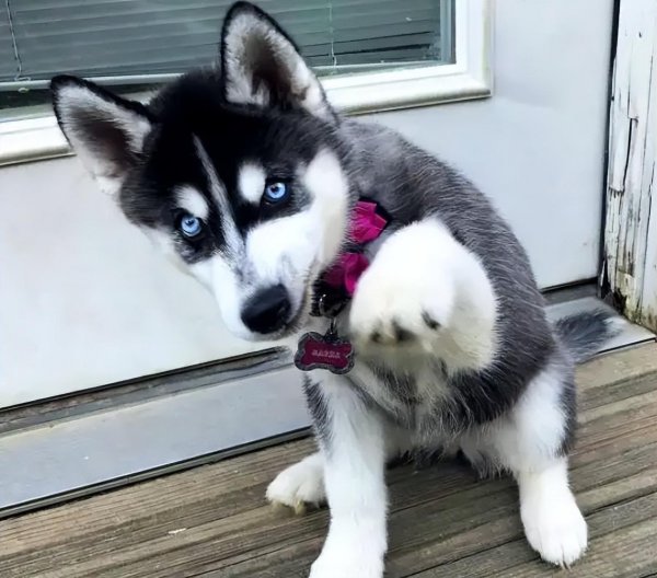 哈士奇寿命一般是多少年