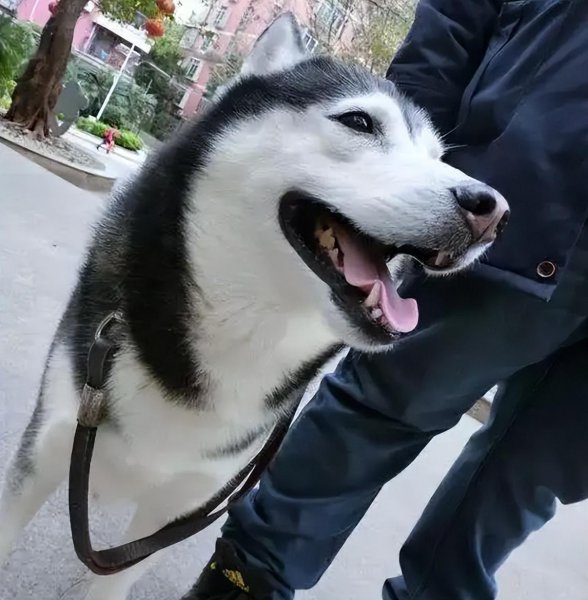 哈士奇寿命一般是多少年