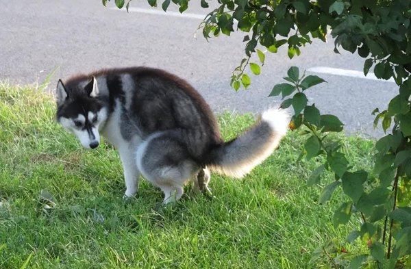 哈士奇寿命一般是多少年