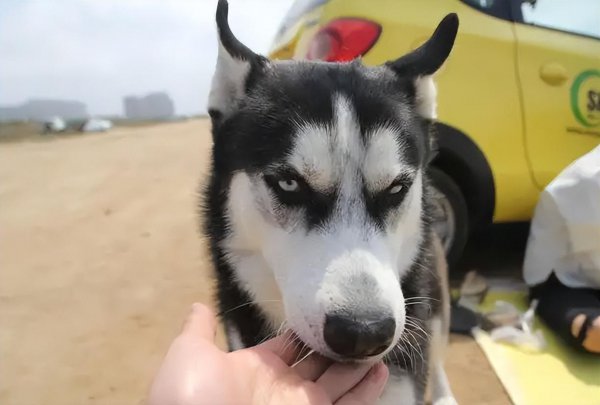 哈士奇寿命一般是多少年