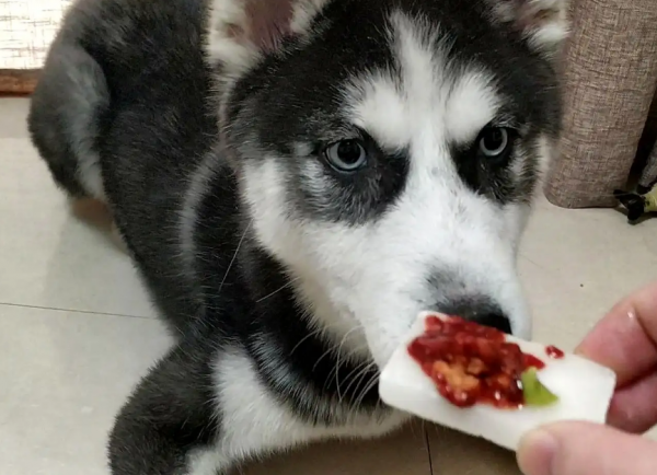 哈士奇寿命一般是多少年