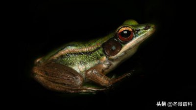 青蛙和蟾蜍的区别在哪里 青蛙和蟾蜍有什么不同点