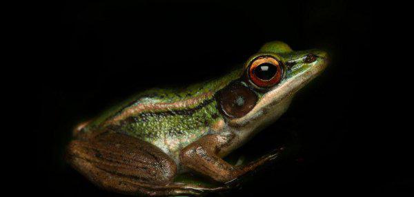 青蛙和蟾蜍的区别在哪里