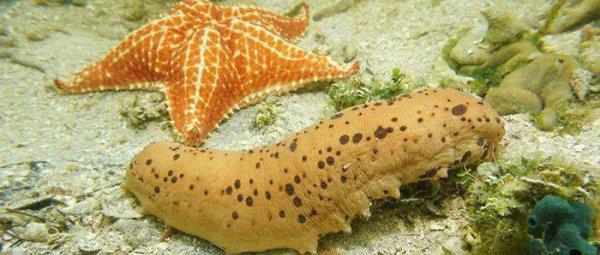 海星的特点简单介绍