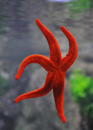 海星的特点简单介绍