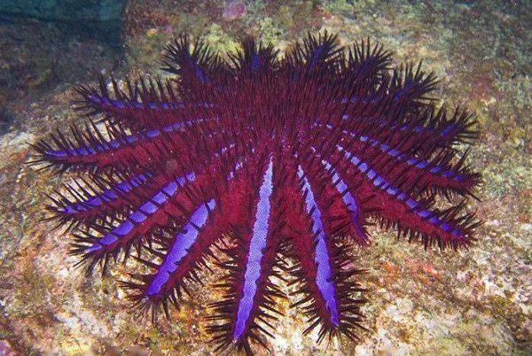 海星的特点简单介绍