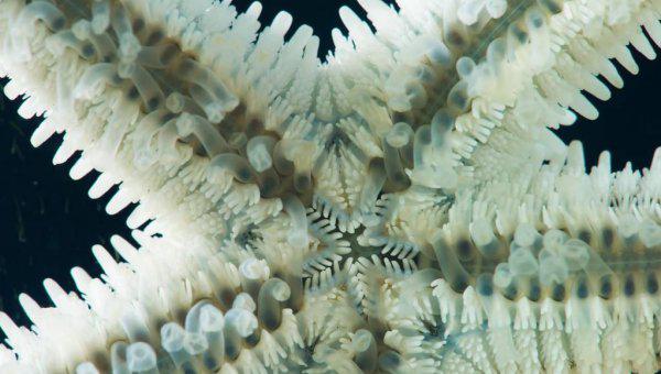 海星的特点简单介绍