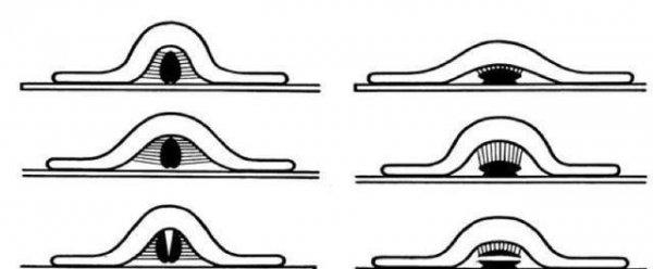海星的特点简单介绍