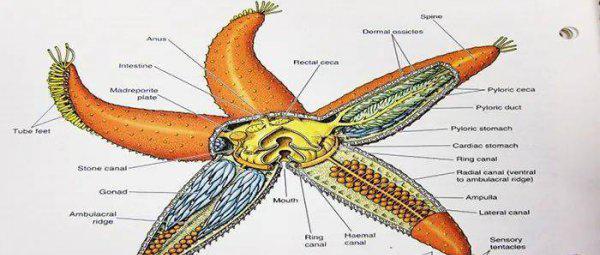 海星的特点简单介绍