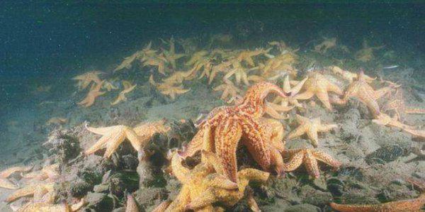 海星的特点简单介绍