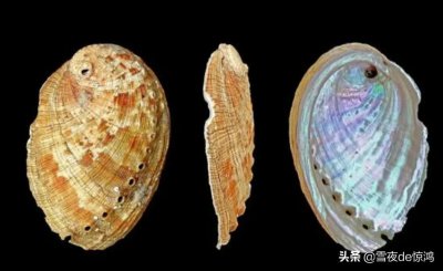 鲍鱼是什么样子的 长相似扇贝的它为什么叫鲍鱼