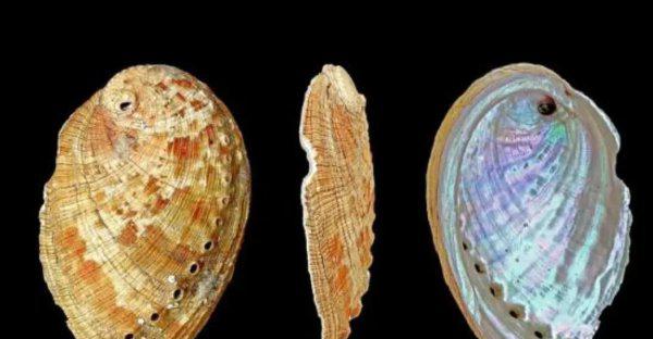 鲍鱼是什么样子的