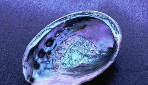 鲍鱼是什么样子的