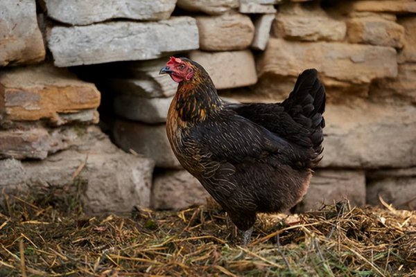 演员赵亮个人简历
